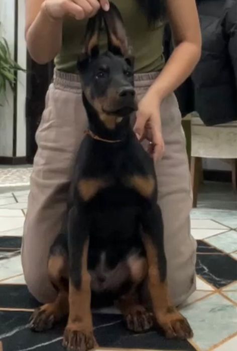 Продам шенка дрбермана