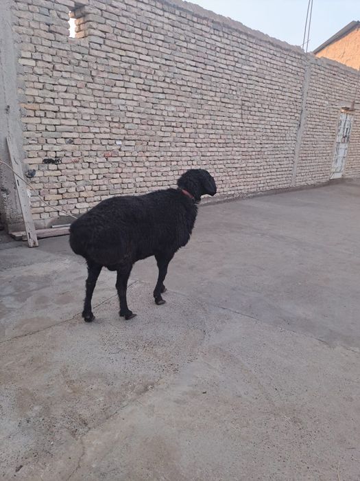 Кучкор сотилади.