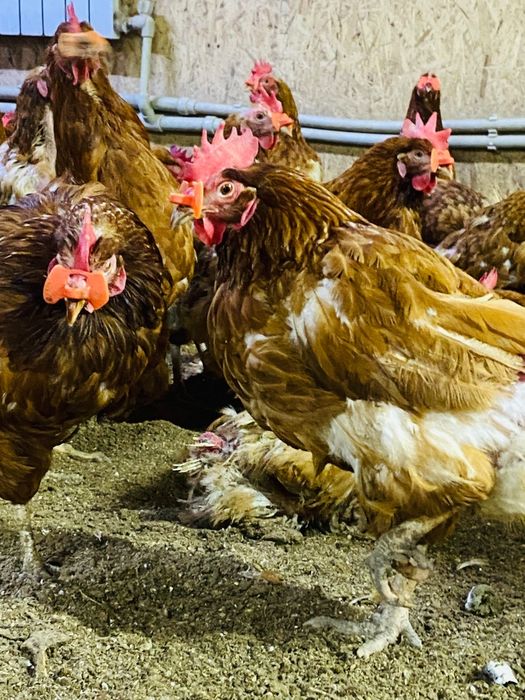 Здравствуйте продаю курицы