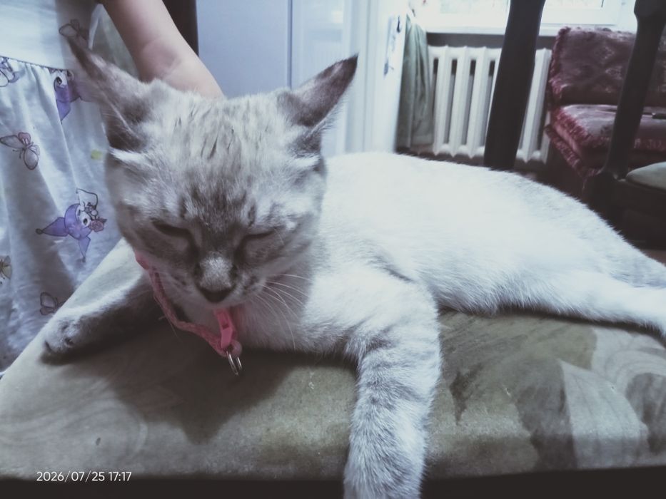Отдам котёнка 5 месяцев