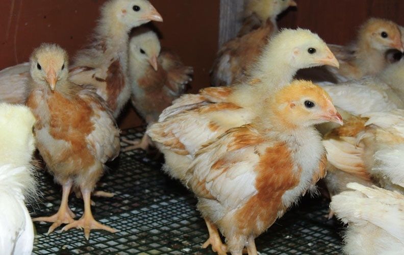 Продам домашних цыплят