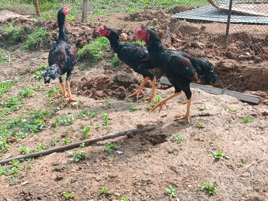 Shamo 5 oylik tozza zot