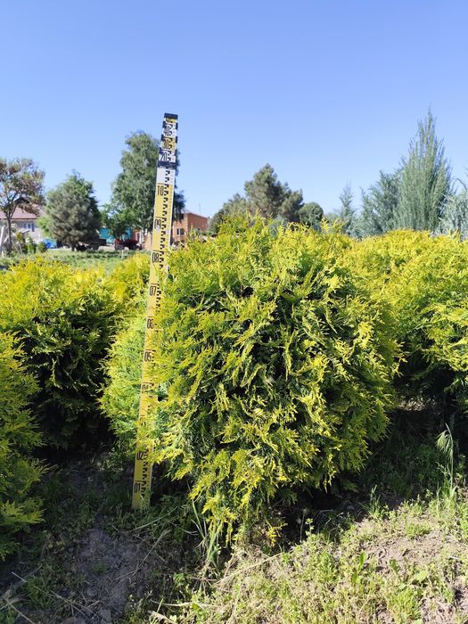 Туя Смарагд (Thuja Smaragd)