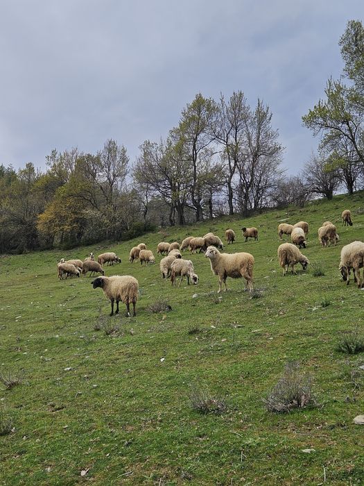 Овце – Агнета -  Кочове