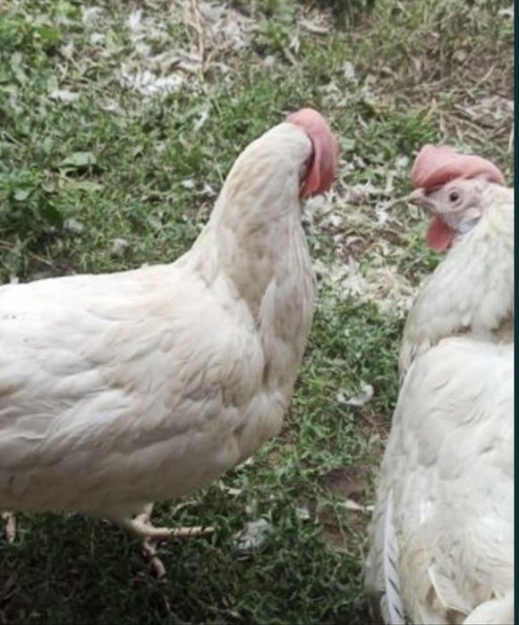 Куры несушки  звоните на телефон
