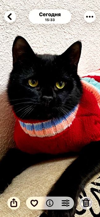 Котята-подростки в добрые руки