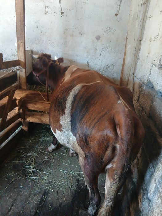 продам  2 коров  молодых