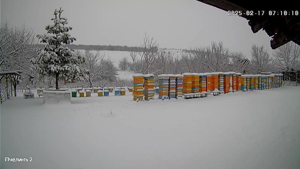 Пчелен мед букет