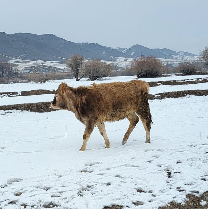 Екі тайынша сатылады