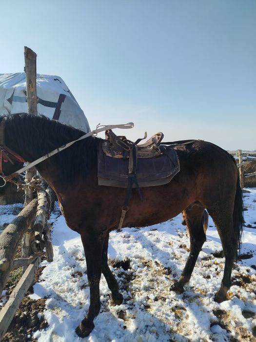 Айғыр бесті Жеребец