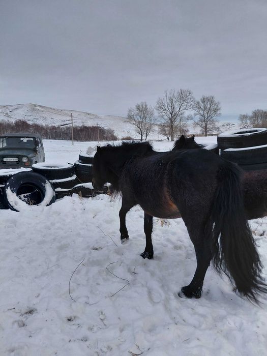 Лошади бие.     .