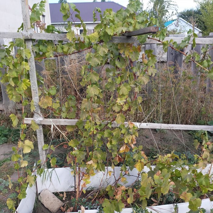 Дом ИЖС Срочно продам