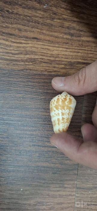 Морская ракушка для аквариума