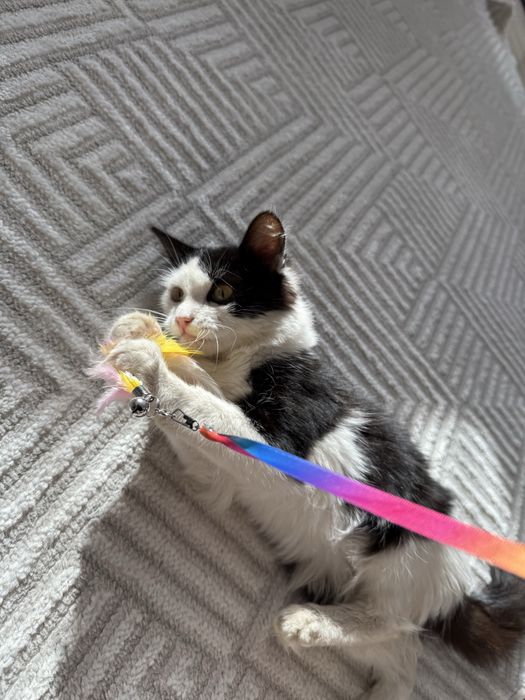 Котик в добрые руки