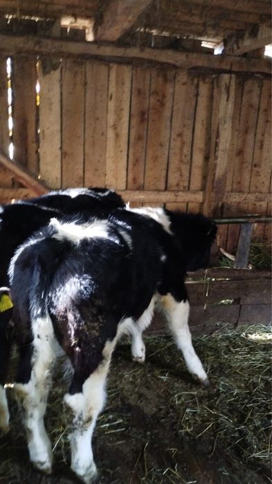 Vand vaca cu 2 vitei