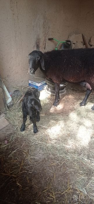 ona bola. bolasi qochqor
