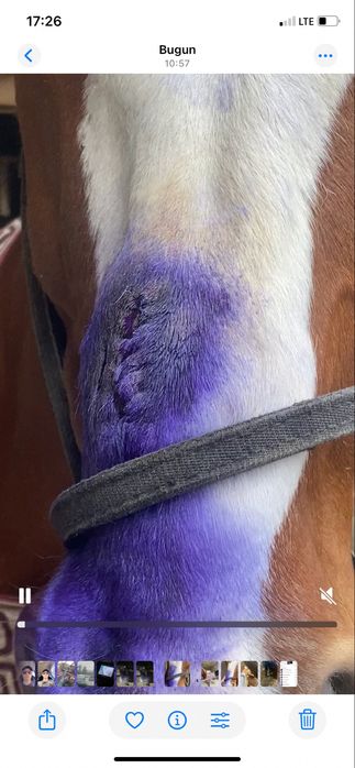 Veterinar doktir 4 yilik tajribaga egan