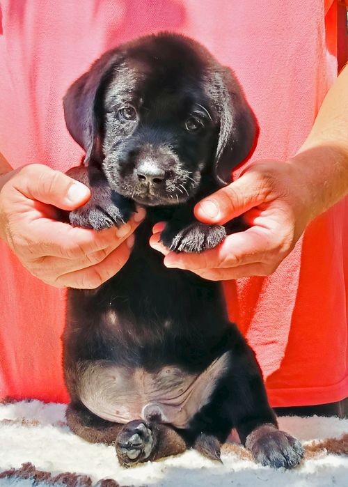 Pui Labrador Retriever cu pedigree Tip A – canisă FCI autorizată