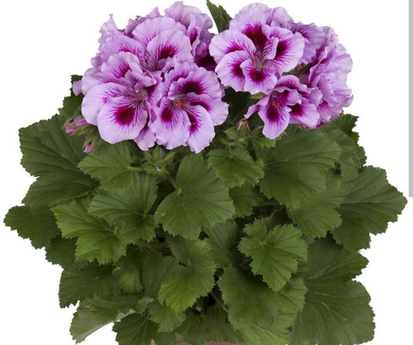 Пеларгония королевская