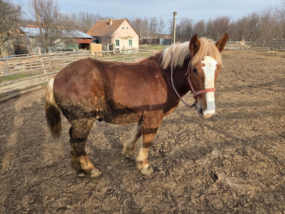 Vând manji tineri de 8 luni