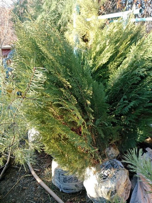 Продам можжевельник, сосна