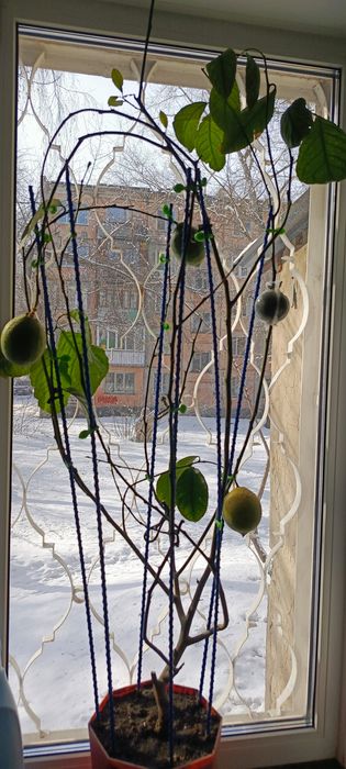 Плодоносящий лимон