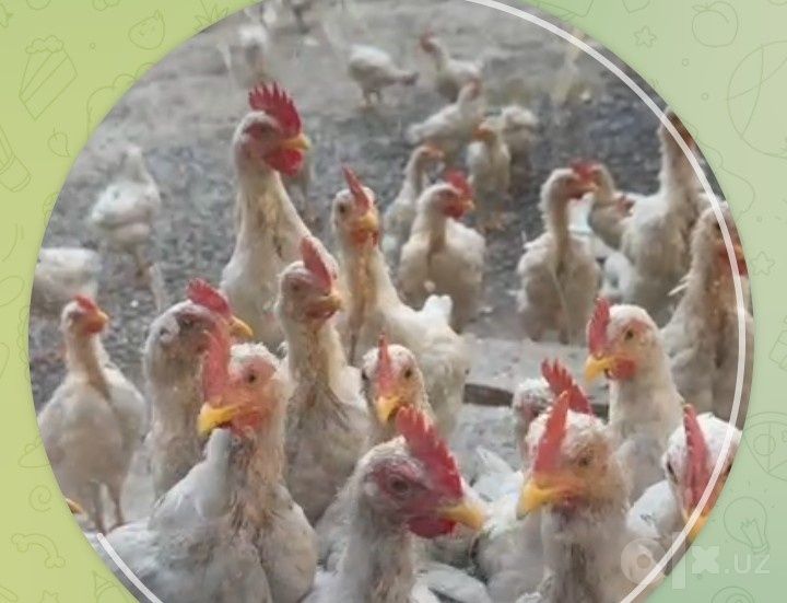 Срочно жужалар сотаман 2,5 ойлик