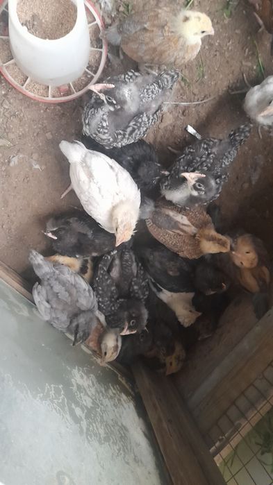 Бір айлық аралас балапандар