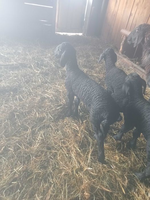 Vând oi karakul.capre și 2 berbeci