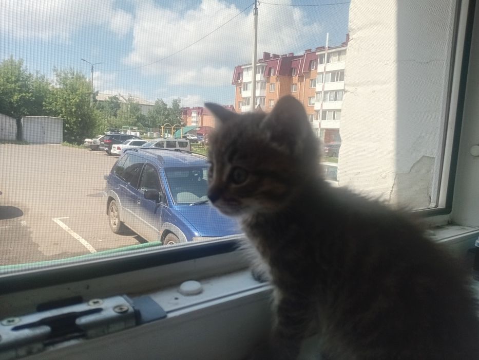 Катенок в добрые руки
