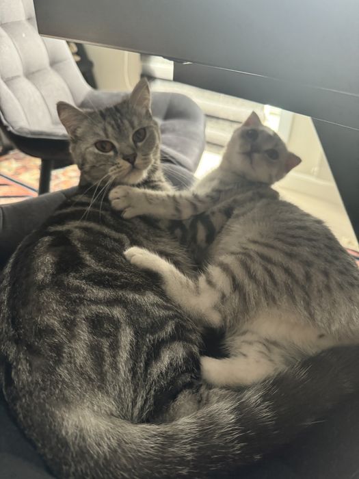 Дарю кошку и сына