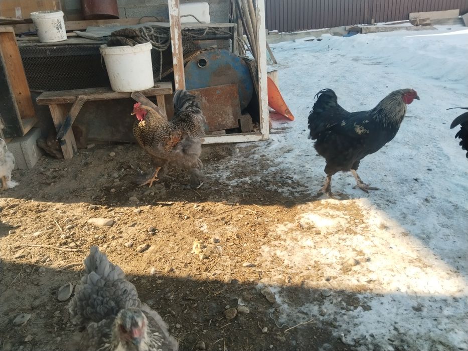 Әиеш петух продам