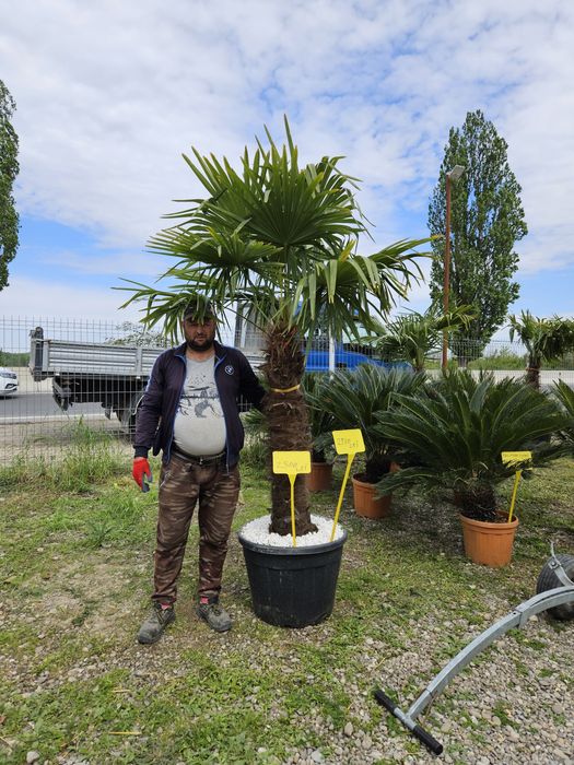 Palmierii rezistenți la îngheț toate dimensiunile