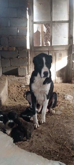 Жаксы итын кушыктеры