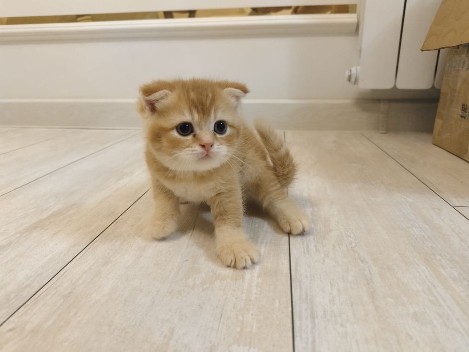 Катята скотти фолд