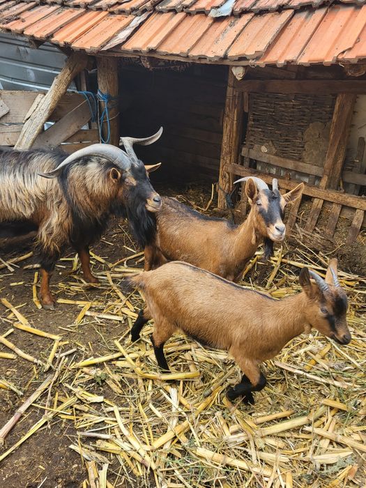 Țapi, capre de vânzare județul Olt