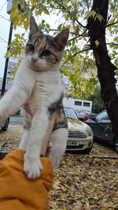 Pui pisica calico