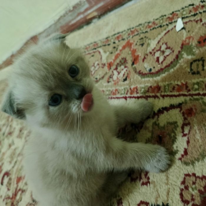 Котёнок продаётся