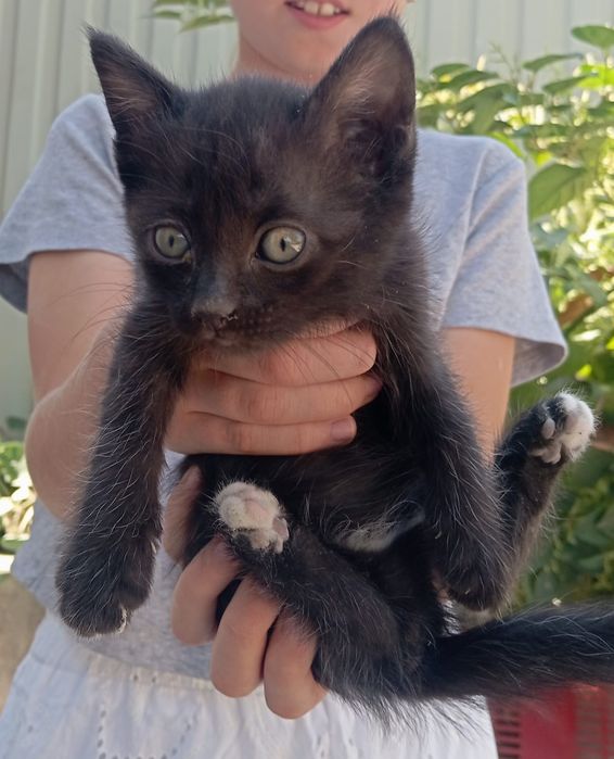 Котенок девочка крысоловка