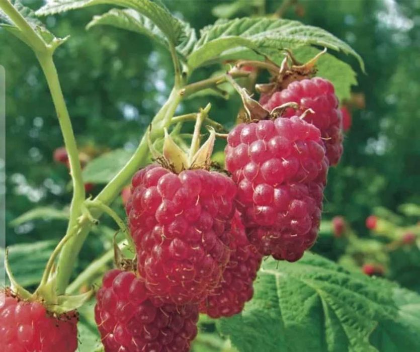 Vând butasi zmeura remontanta