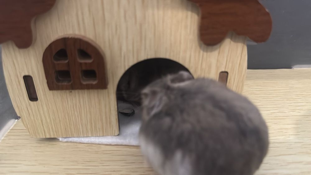 Хомяки джунгарские