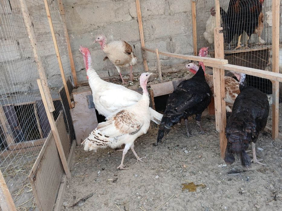 Kurkalar sotiladi modalar 400 ming narlar 500 ming sog'lom