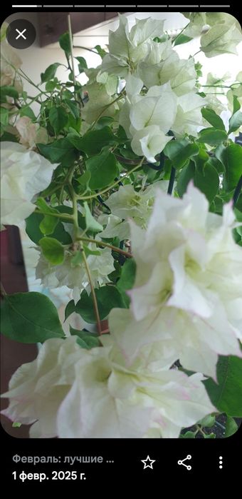 Укорененные черенки, писать на вотсап