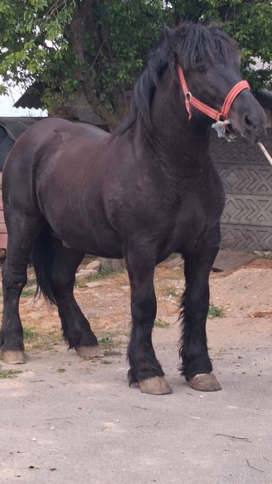 Vând manz Negru corb