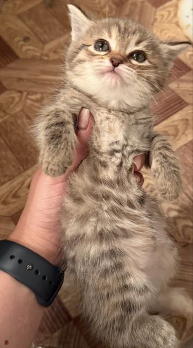 Котенки в добрые любящие руки