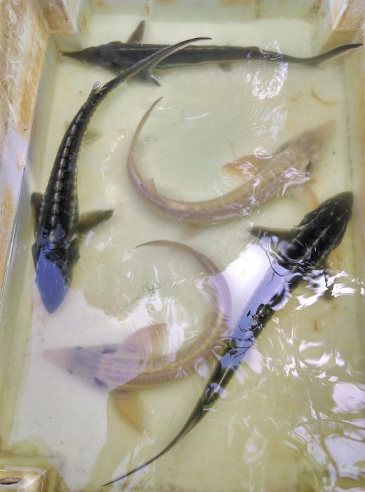 Sturioni (nisetru siberian, cega, cega alba)