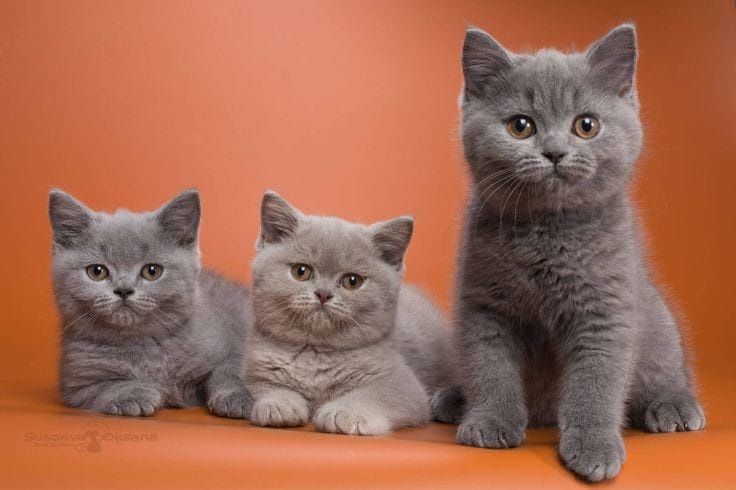 Продам британских котят