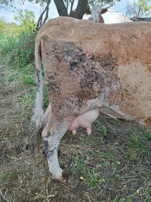 Vind vacă bălțată românească bună de lapte și blîndă.