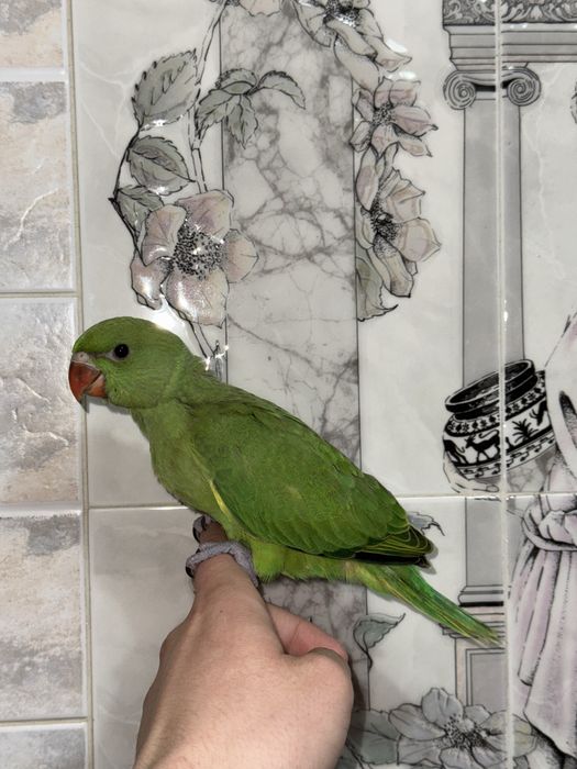 Продается ручной ожереловый попугай