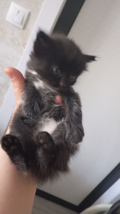 Отдам в добрые руки